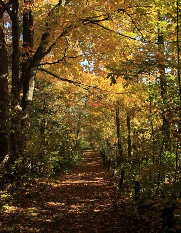 Fall Stroll